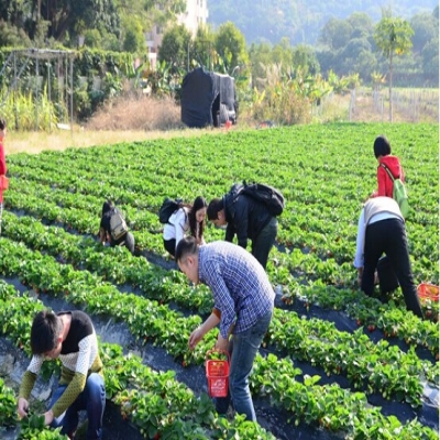 擁抱大鵬半島 探索地質(zhì)博物館 野炊摘草莓--第四期樂吧活動游記